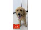 Adopt Benny - Golden Retriever a Tan/Yellow/Fawn Golden Retriever / Mixed dog in