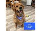 Adopt Jake a Tan/Yellow/Fawn Golden Retriever / Mixed dog in West Hollywood
