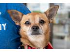 Adopt Chappy a Brown/Chocolate - with Black Pomeranian / Jack Russell Terrier