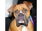 Adopt DUKE a Tan/Yellow/Fawn Boxer / Mixed dog in Kuna, ID (41152449)