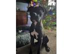 Adopt PEPPER a Brindle Boxer / Mixed dog in Kuna, ID (41152448)