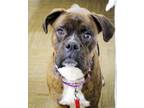 Adopt ERNIE a Brindle Boxer / Mixed dog in Kuna, ID (41152446)