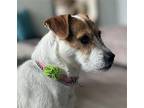 Adopt Tiger Lily (San Diego) a White - with Tan, Yellow or Fawn Jack Russell