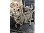 Adopt Bitsy a Brown Tabby Domestic Shorthair / Mixed (short coat) cat in St.