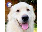 Adopt Murphy a White Great Pyrenees / Mixed dog in Portland, OR (39825541)