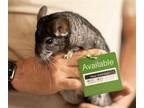Adopt Nelson a Silver or Gray Chinchilla small animal in Sunnyvale