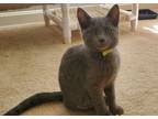 Adopt Aspen a Gray or Blue Domestic Shorthair (short coat) cat in White Plains