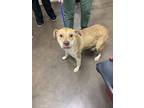 Adopt Allie a Tan/Yellow/Fawn Mixed Breed (Medium) / Mixed dog in Florence