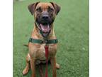 Adopt Cocoa Puff a Tan/Yellow/Fawn Black Mouth Cur / Mixed dog in San Francisco