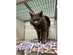 Adopt Yeti a Gray or Blue Domestic Mediumhair / Domestic Shorthair / Mixed cat