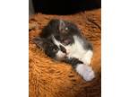 Adopt Lady Killigrew a Domestic Mediumhair / Mixed (short coat) cat in Bryan