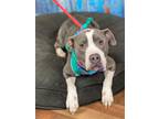 Adopt Dottie a Gray/Silver/Salt & Pepper - with White American Pit Bull Terrier