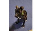 Adopt Flurry a Black - with Brown, Red, Golden, Orange or Chestnut Pit Bull