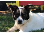 Adopt DOUG a White - with Black Spaniel (Unknown Type) / Mixed dog in Marble