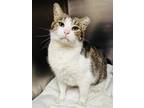 Adopt Truffles (Cat Cafe) a Brown Tabby Domestic Shorthair / Mixed Breed