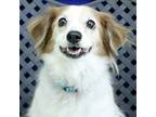 Adopt Miss Nala a Spaniel (Unknown Type) / Mixed dog in Midland, TX (41149954)