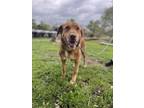 Adopt Iris a Red/Golden/Orange/Chestnut Labrador Retriever / Mixed dog in