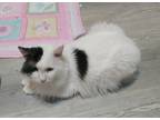 Adopt Robbie a Black & White or Tuxedo Domestic Mediumhair (medium coat) cat in