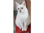 Adopt Bella a White (Mostly) Domestic Shorthair (short coat) cat in Oakland