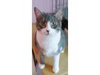 Adopt Pudge a Gray or Blue (Mostly) Domestic Shorthair (short coat) cat in