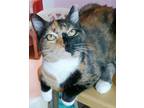 Adopt Callie a Calico or Dilute Calico Calico (short coat) cat in Oakland Park