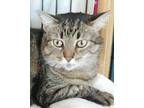 Adopt Tammy a Tan or Fawn Tabby Domestic Mediumhair (short coat) cat in Oakland