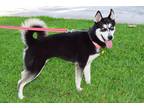 Adopt Sky a Black - with White Siberian Husky / Mixed dog in Jupiter