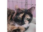 Adopt Sabrina a Calico or Dilute Calico Calico (short coat) cat in Oakland Park