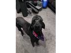 Adopt Savannah a Black Poodle (Standard) / Mixed dog in Newport, KY (41149697)