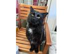 Adopt Nox a Domestic Mediumhair / Mixed (long coat) cat in Lansing