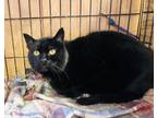 Adopt Midnight a All Black Domestic Shorthair (short coat) cat in Smithers