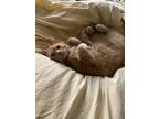 Adopt Danny a Tan or Fawn American Shorthair / Mixed (medium coat) cat in Davie