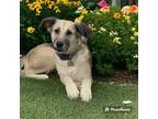 Adopt Delta Marie a Black - with Tan, Yellow or Fawn German Shepherd Dog / Great