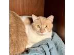 Adopt Asteroids a Orange or Red Domestic Mediumhair / Mixed Breed (Medium) /