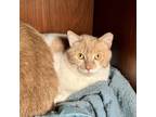 Adopt Asteroids a Orange or Red Domestic Mediumhair / Domestic Shorthair / Mixed