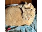 Adopt Sonic a Tan or Fawn Domestic Shorthair / Domestic Shorthair / Mixed cat in