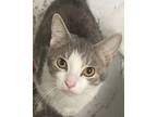 Adopt Honey a Gray or Blue Domestic Shorthair / Domestic Shorthair / Mixed cat