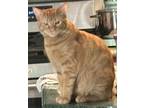 Adopt Simon a Orange or Red Domestic Shorthair / Mixed (short coat) cat in