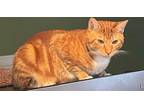 Adopt Garfield a Orange or Red Domestic Shorthair / Mixed (short coat) cat in
