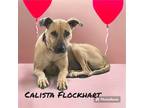Adopt Calista Flockhart a Tan/Yellow/Fawn Shepherd (Unknown Type) / Mixed dog in