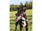Adopt Bark Shelton a Brindle - with White Labrador Retriever / Mixed dog in