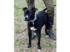 Adopt Ellie a Black - with White American Pit Bull Terrier / Mixed dog in