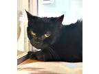 Adopt C24-24 Henrietta a Domestic Shorthair / Mixed (short coat) cat in