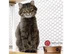 Adopt Gabrielle a Brown Tabby Domestic Mediumhair (medium coat) cat in St.