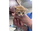 Adopt Wolverine a Orange or Red Domestic Shorthair / Domestic Shorthair / Mixed