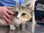Adopt Mystique a Brown Tabby Domestic Shorthair / Mixed Breed (Medium) / Mixed