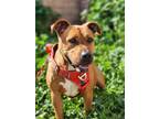 Adopt Wyatt a Tan/Yellow/Fawn American Pit Bull Terrier / Mixed Breed (Medium) /