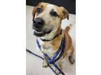 Adopt Chance a Tan/Yellow/Fawn Mixed Breed (Medium) / Mixed Breed (Medium) /