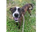 Adopt CARSON a Brown/Chocolate Mixed Breed (Large) / Mixed dog in Aiken