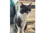 Adopt Jezebel a American Shorthair cat in North Ogden, UT (40805538)